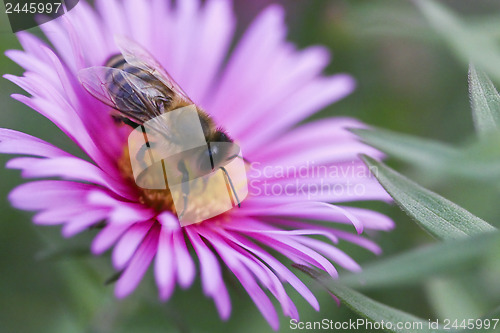 Image of Purple aster flower with bee 