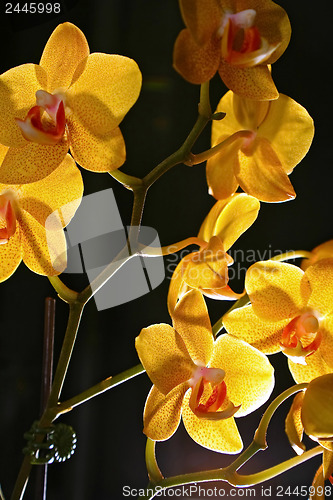 Image of Group of yellow orchids 