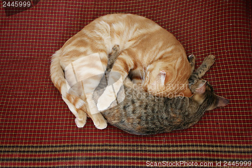 Image of Two cats curled up