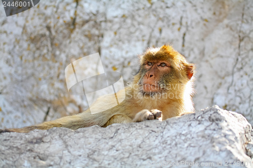Image of 	The monkey is resting on the rocks