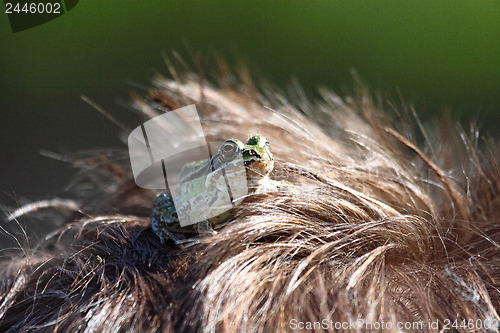 Image of A Green frog in hair