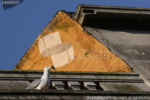 Image of Seagull on top of the roof 