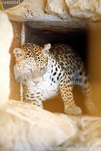 Image of 	Leopard in the cage