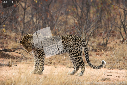 Image of Leopard grooming