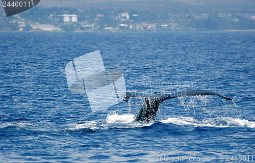 Image of Tail Humpback Whale with island 