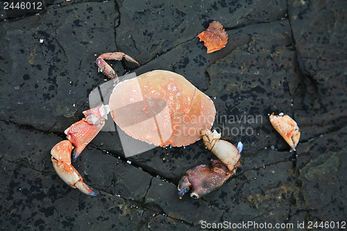 Image of 	Hacked red crab