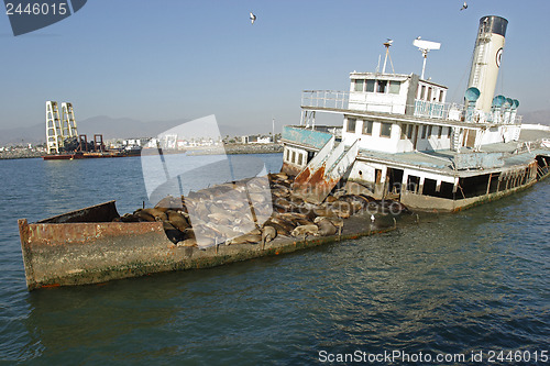 Image of 	Abandoned ship with sea lions#8