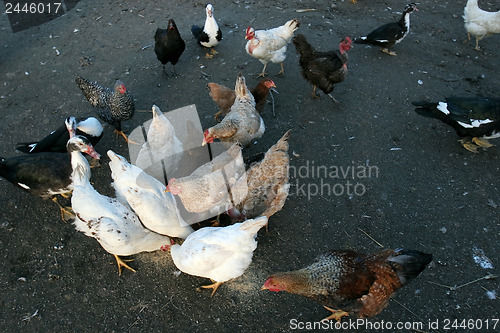 Image of Group of domestic poultry 