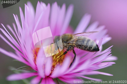 Image of Purple flower with bee 