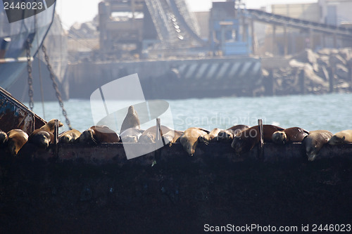 Image of 	Sea lions are resting on the ship