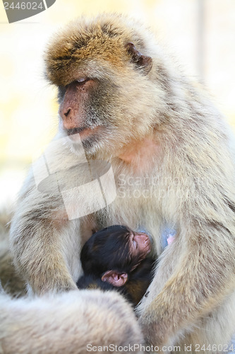 Image of The mother monkey with her baby in her arms.