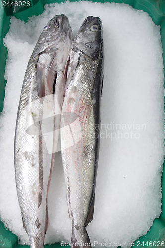 Image of 	Mullet fish