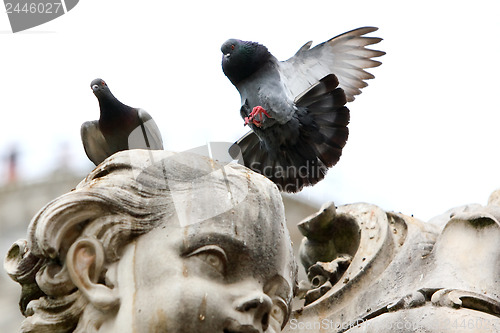 Image of Pigeon lands on the statue 