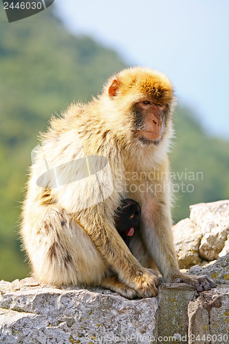 Image of 	Mother monkey with baby