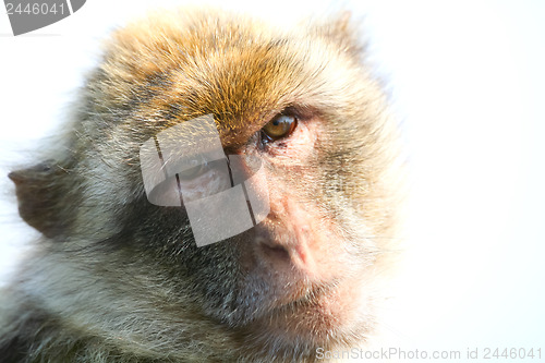 Image of 	Gibraltar Monkey Portrait