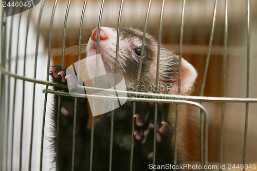 Image of 	African skunk