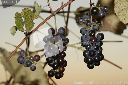 Image of Grapes