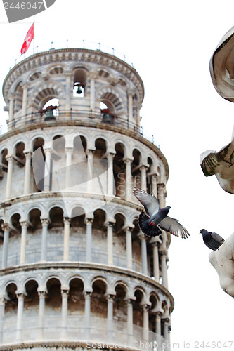 Image of Pigeon lands on the statue with Pisa tower