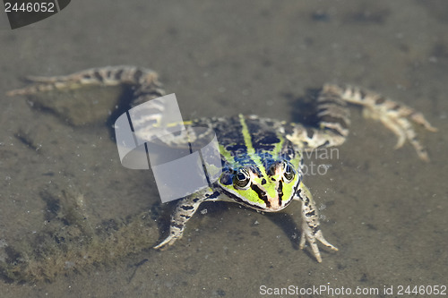 Image of A Green brown frog floats on water