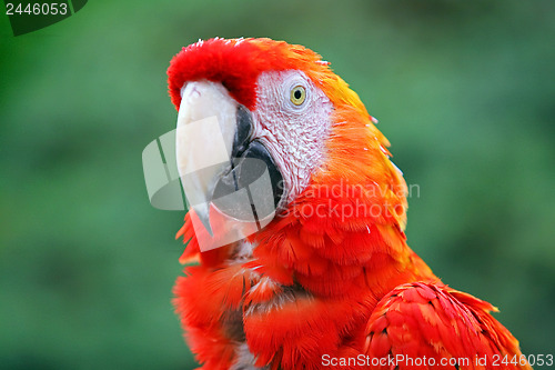 Image of Red macaw 