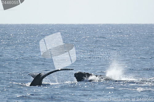 Image of Tail and head Humpback Whale 