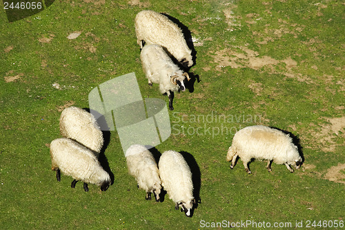 Image of 	White sheep grazing