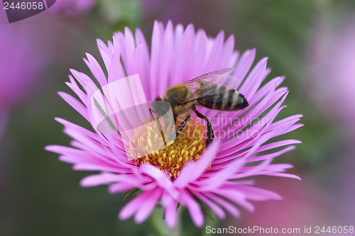 Image of Bee collect pollen from the aster 