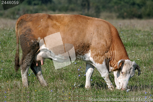 Image of Brown white cow eats 