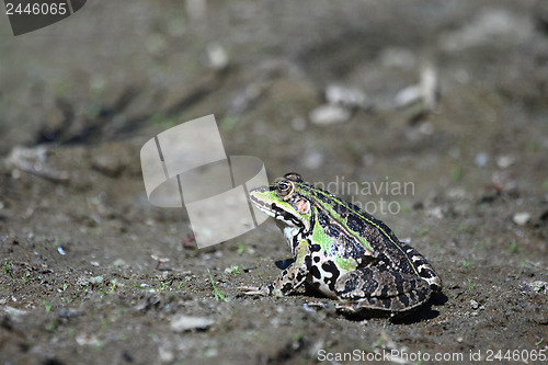 Image of 	Green frog on the ground