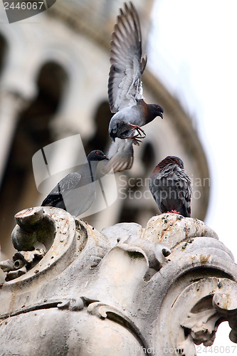 Image of Pigeon lands on the statue