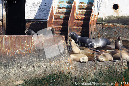 Image of 	Abandoned ship with sea lions#9