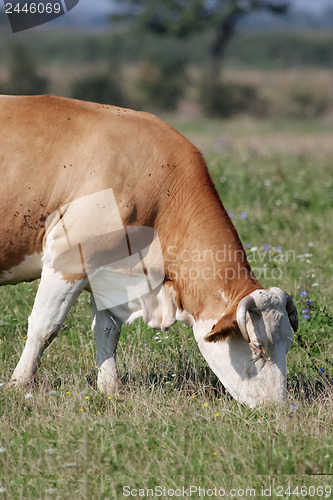 Image of Brown Cow eating grass on the meadow