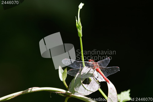 Image of Red dragonfly
