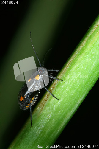 Image of Insect on plant stalk