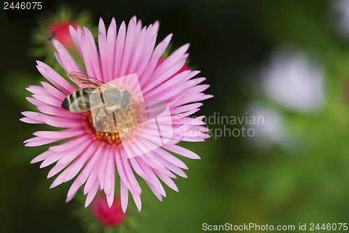 Image of One aster flower with bee 