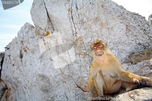 Image of 	Monkey is sitting on the rocks