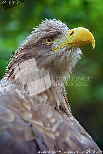 Image of The head of an eagle 