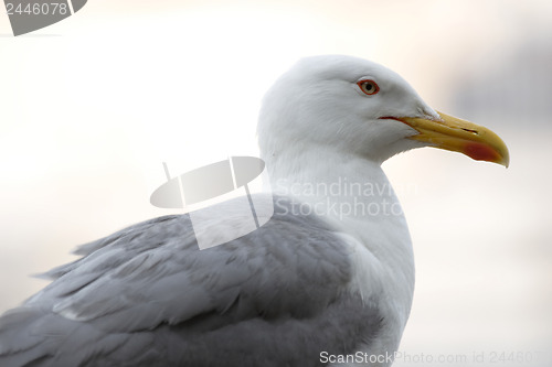 Image of Gull 