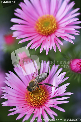 Image of One bee on a flower 