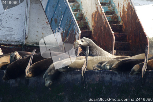 Image of 	Sea lions