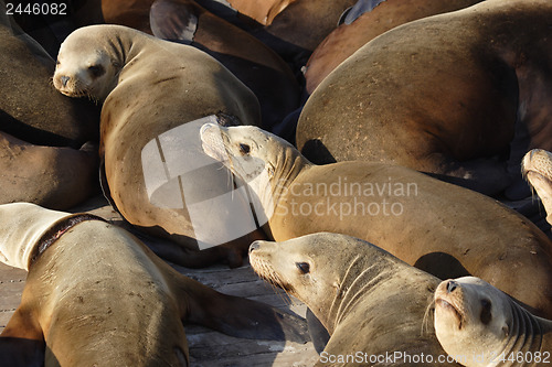 Image of 	Group of sea lions