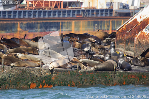 Image of Sea lions Ensenada