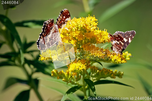 Image of 	Butterflies on the yellow flower