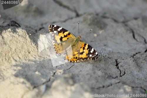Image of Butterfly on dry land