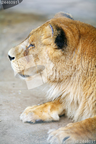 Image of Female lion profile