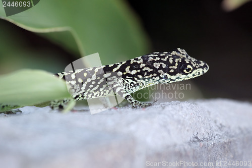 Image of Close up of lizard 