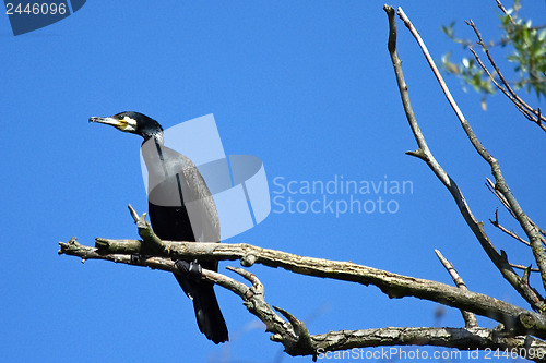 Image of Black Cormorant 