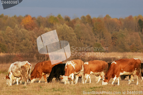 Image of Herd of cow's on the meadow at sunset