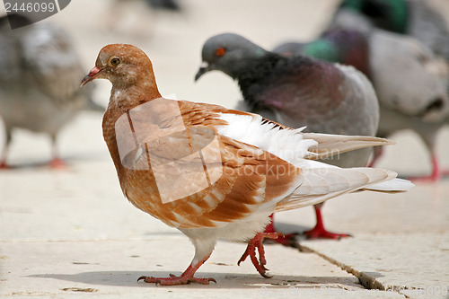 Image of Brown pigeon 