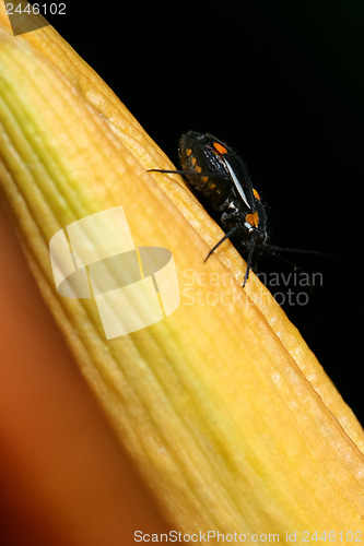 Image of Yellow spotted black beetle